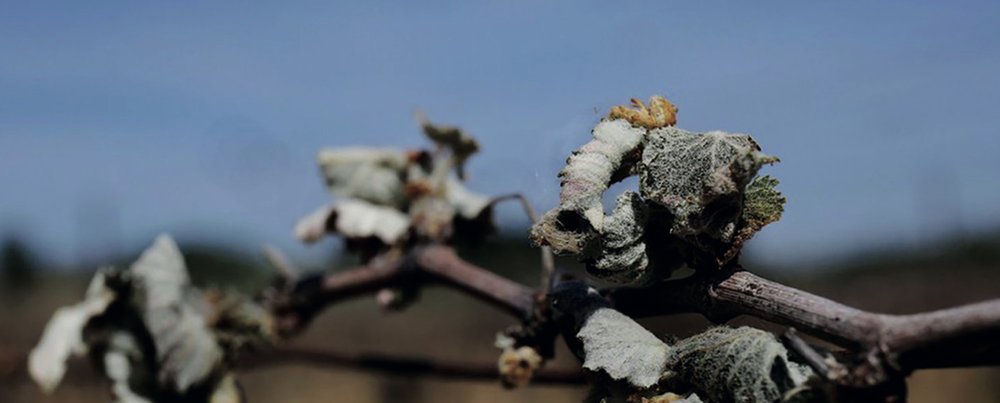 La taille tardive pour limiter le gel dans les vignobles (Grappilleur n°128)