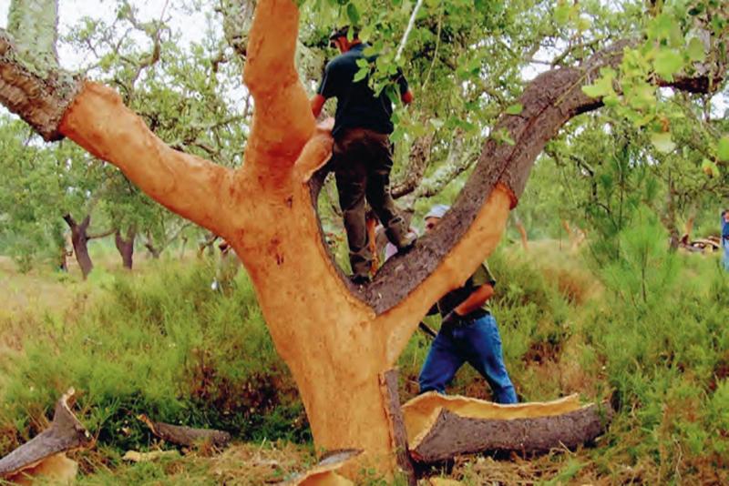 Le liège, de la forêt au tire-bouchon