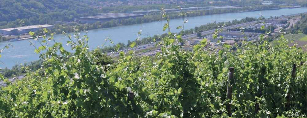 Vers une 18e appellation pour les Côtes-du-Rhône (Grappilleur n°126)