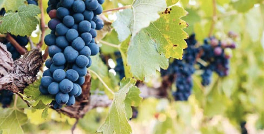 Les Cépages Rhodaniens : Le Mourvèdre (Grappilleur n°125)