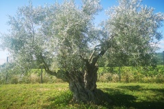 IMG_20230702_100134